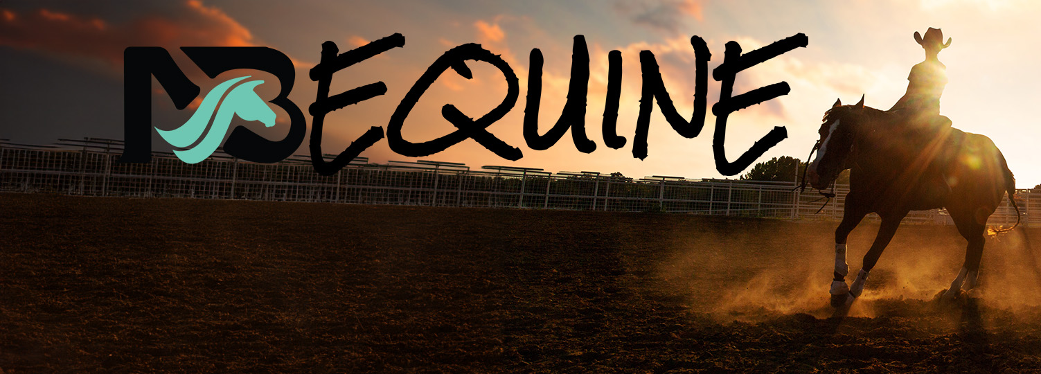 image of a horse and rider training in an arena in the western discipline